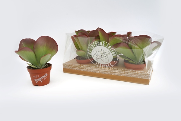 Kalanchoe Thyrsiflora Flapjack