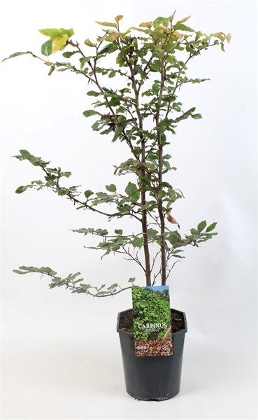 Carpinus Betulus 80-100 