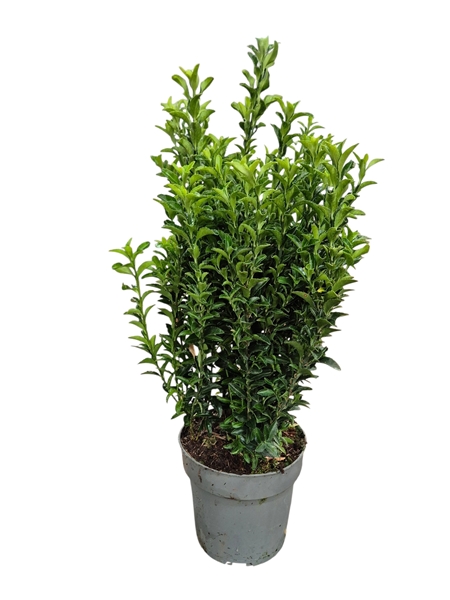 Euonymus Japonicus Green Spire