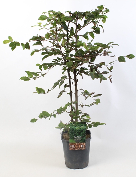 Fagus sylvatica 80-100 cm