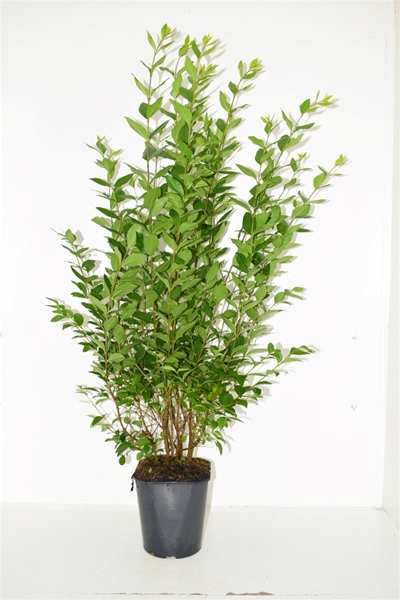 Ligustrum Ovalifolium