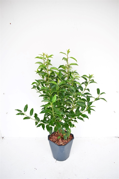 Prunus Lusitanica Angustifolia 70-80