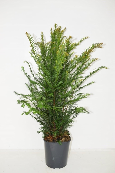 Taxus baccata 60-80 