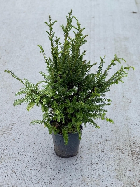 Taxus baccata 60-80 