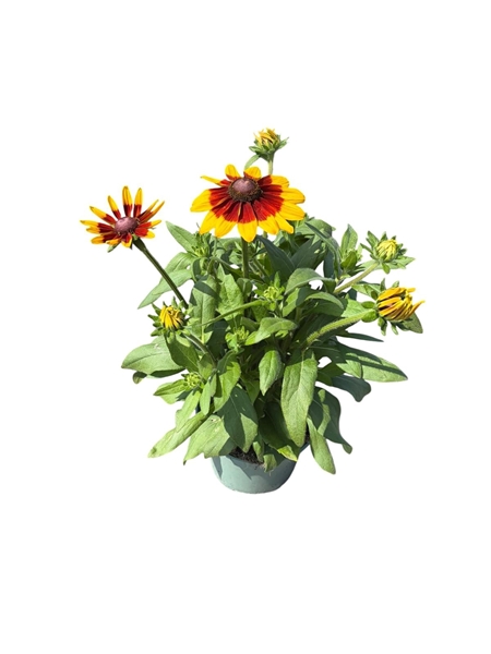 Rudbeckia Sunbeckia Mia