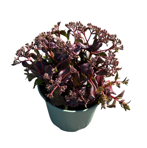 Sedum Coral Jade