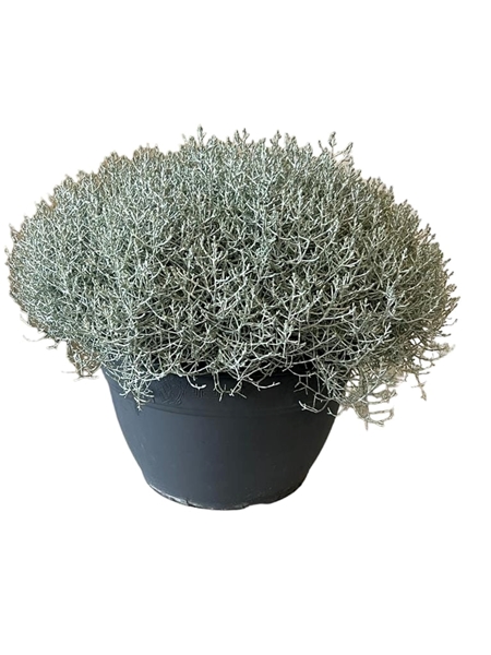 Calocephalus Brownii