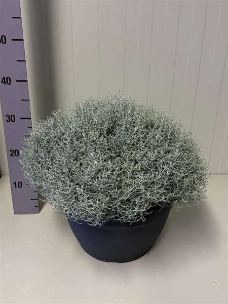 Calocephalus Brownii
