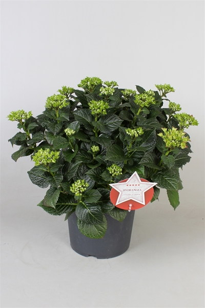 Hydrangea Macrophylla Rot 15+