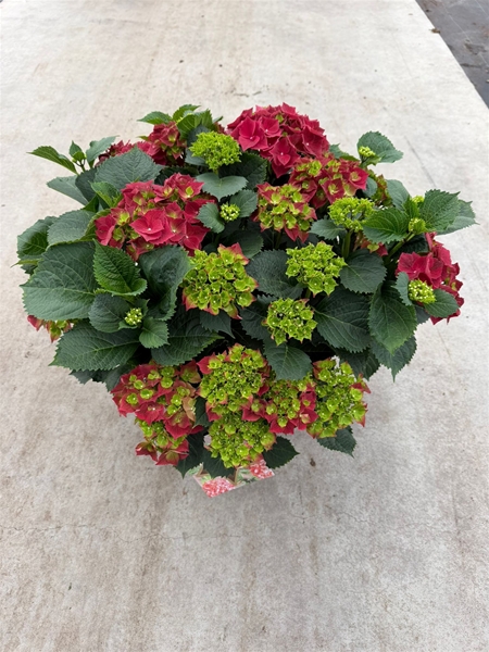 Hydrangea Macrophylla Rot 25+