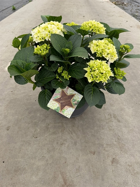 Hydrangea Macrophylla Weiss 25+